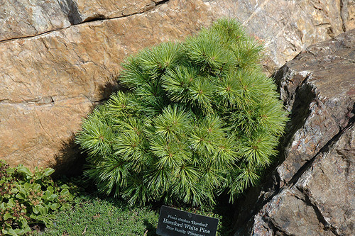 Pinus strobus Horsford 264885