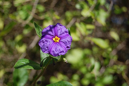 Other Yr.Rnd.Fl.Pot SOLANUM RANTON TOP/STD 7.5" 