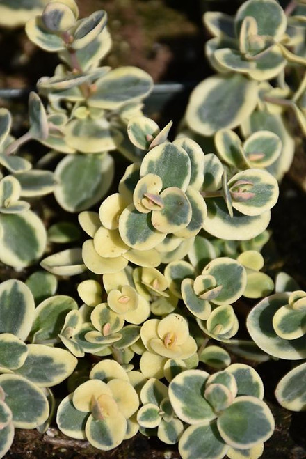  Sedum Sunsparkler Lime Twister 268700 