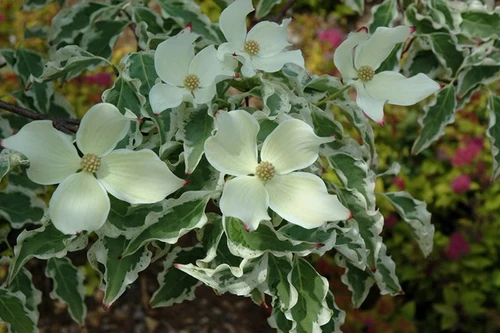  Cornus kousa Wolf Eyes 271538 