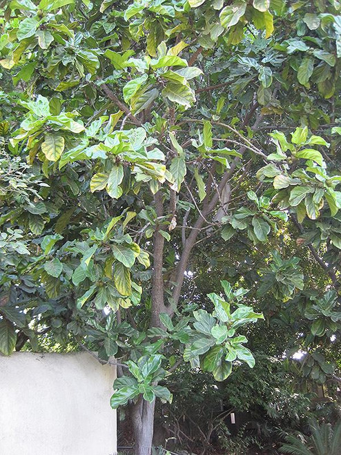 12" & Up Foliage FICUS LYRATA STD 21" 