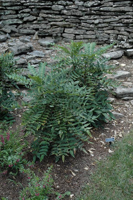 Other Ever. Sh. Mahonia Winter Sun 274144 