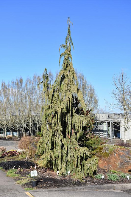 Chamacyparis Chamaecyparis nootkatensis Glauca Pendula 280171 