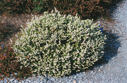 Erica x darleyensis White Perfection 281086