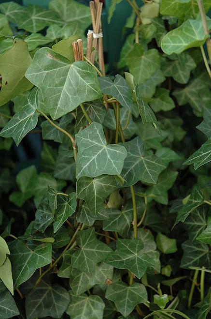  Hedera H Thorndale 101526 
