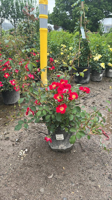 Other Rose Rosa Flower Carpet Red 2g 101951 