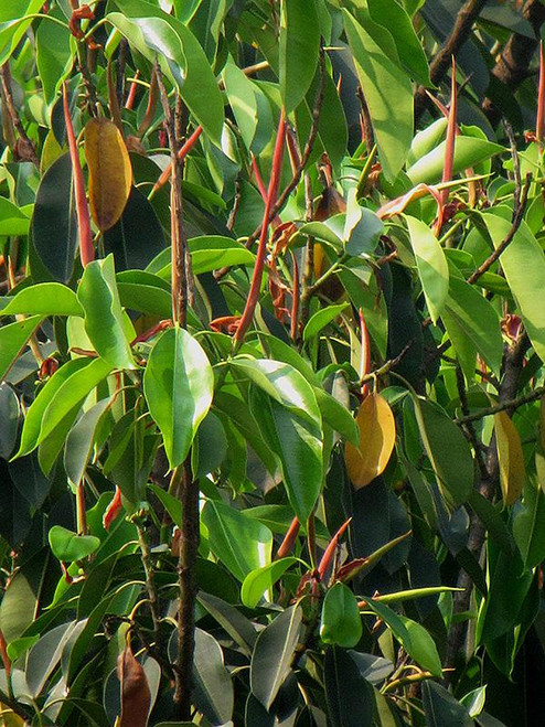 12" & Up Foliage FICUS MOCLAME MICROCARPA 21" 