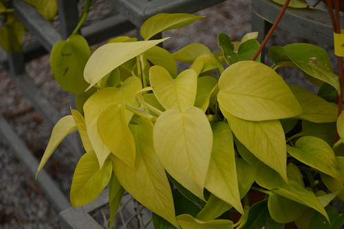 FATSIA JAPONICA CAMOUFLAGE 2G