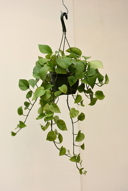 POTHOS JADE 4"