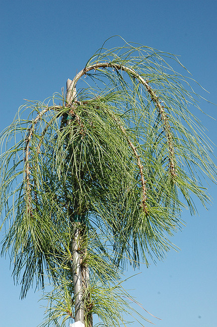 Pinus strobus Angel Falls 288706