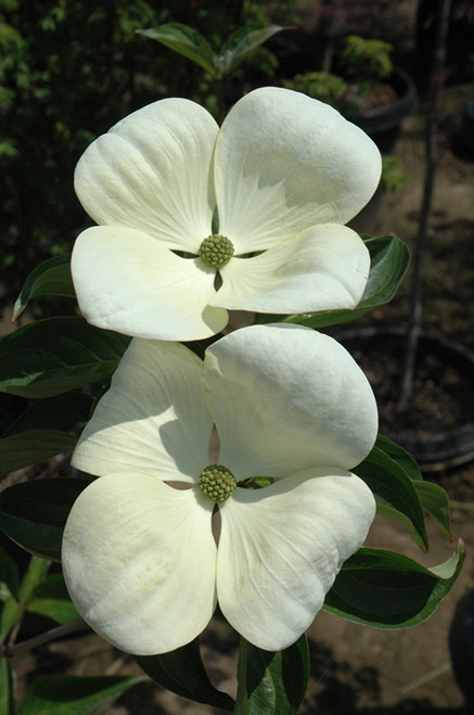 Cornus x Venus 305413