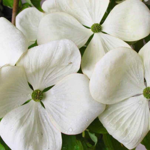  Cornus x Venus 305413 