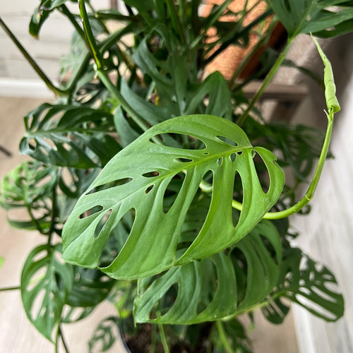 5-9" Foliage PHILO SW CH  6" TOTEM 