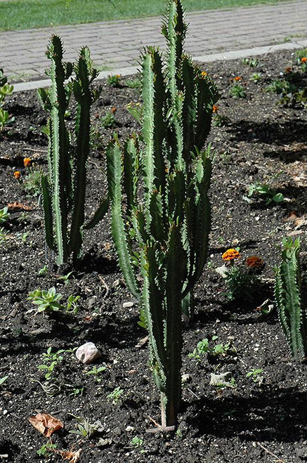 Cactus EUPHORBIA INGENS 14" 