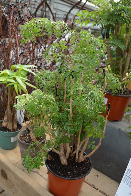 5-9" Foliage ARALIA MING GOLD 6" 