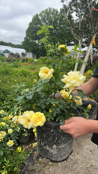 Rosa Flower Carpet Yellow 101983