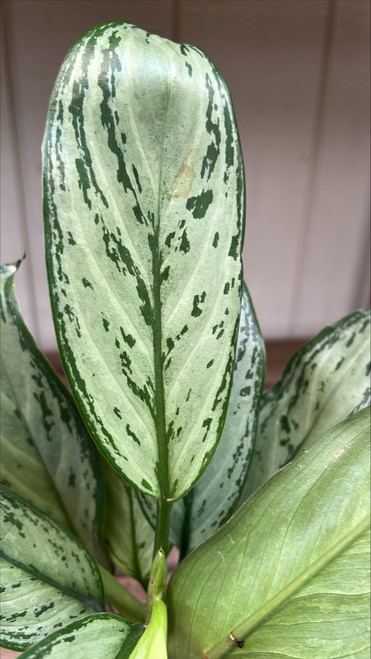 Up to 4" AGLAONEMA PREMIUM PINK/RED 4" 