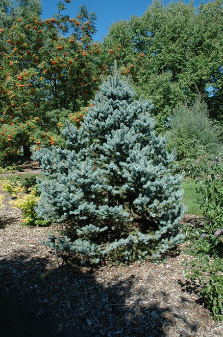 Picea pungens Avatar 294086