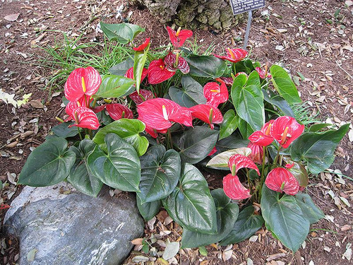 Up to 4" ANTHURIUM CLARINERVIUM HYB 4" 