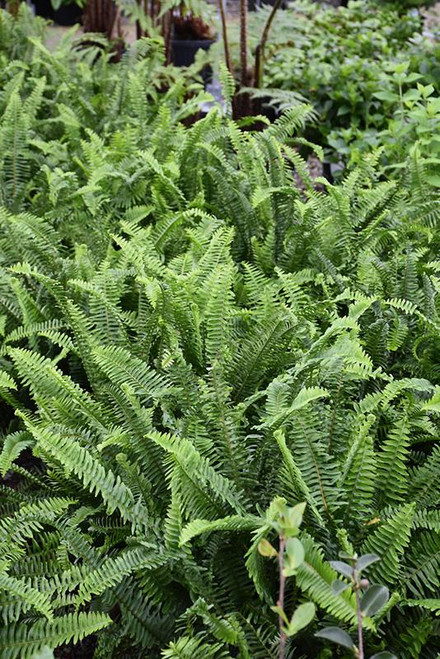 5-9" Foliage MACHO FERN 6" 