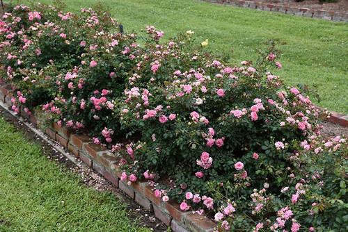 Other Rose Rosa Drift Sweet 297465 