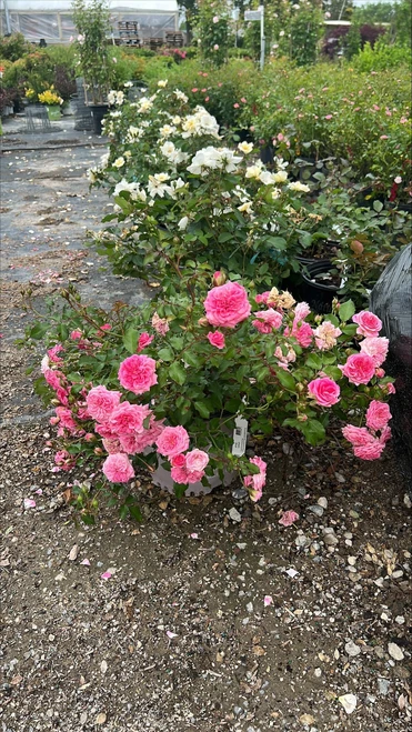 Other Rose Rosa Drift Sweet 297465 
