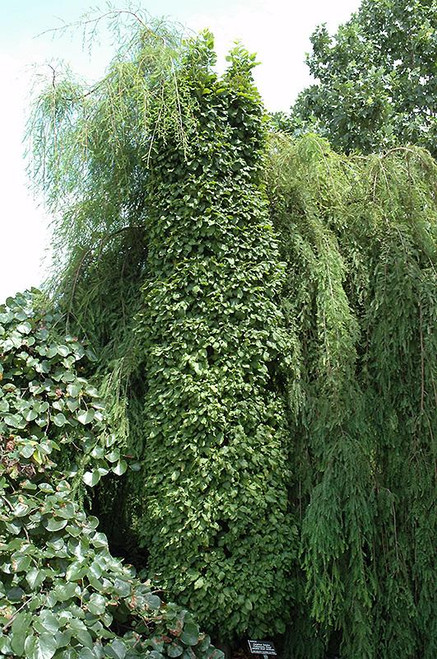Other Dec. Tree Carpinus betulus 297524 