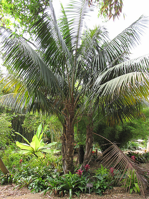 KENTIA PALM 8"