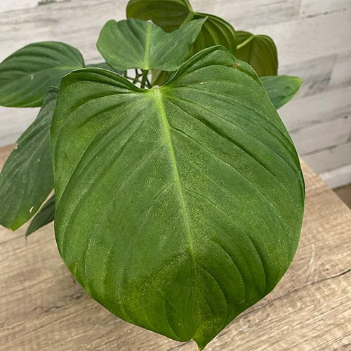 Up to 4" PHILO FUZZY PETIOLE 4" 