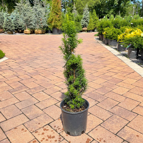 Taxus baccata Fastigiata Aurea 299235