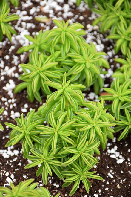 Up to 4" PEPEROMIA AXILIRIS  4" 