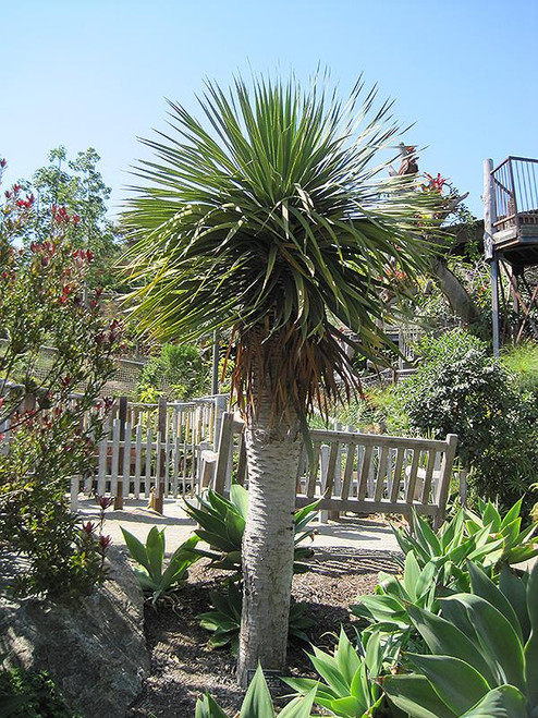 5-9" Foliage DRACAENA MALAIKA 6" 