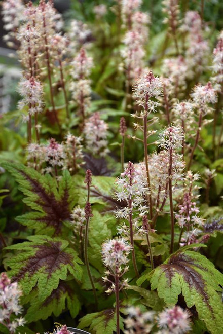 Other Shade Per. Tiarella Spring Symphony 307042 