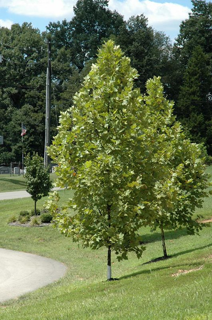 Other Dec. Tree Platanus acerifolia Exclamation 299748 