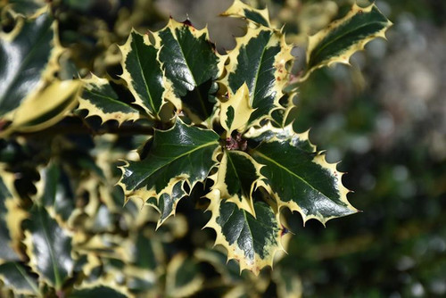  Ilex x Santas Delight 299860 