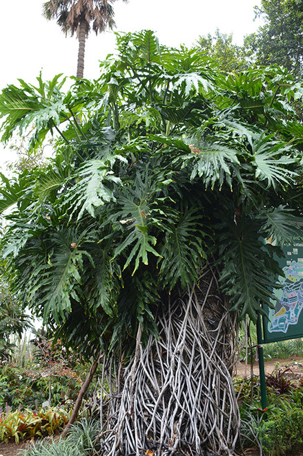 PHILO MONSTERA  5"