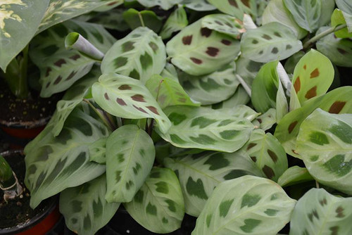 Up to 4" MARANTA PRAY RED/GREEN 4" 