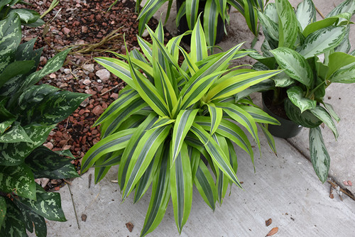 DRACAENA CANE LEMON LIME 10"