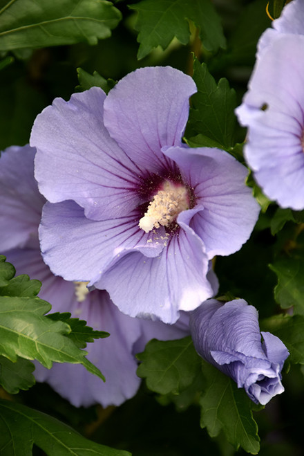 Hibiscus syriacus Blue Satin 300526