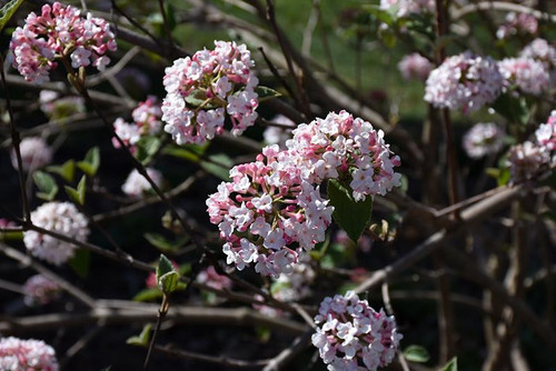  Viburnum carlesii 300539 