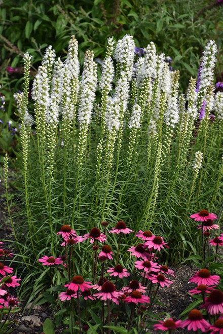 Other Sun Per. Liatris spicata Floristan White 300804 