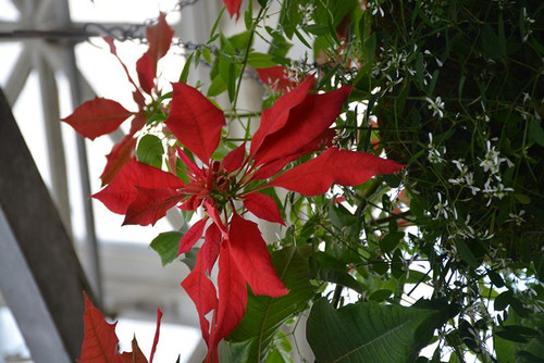 Poinsettia POINSETTIA 6.5"RED 
