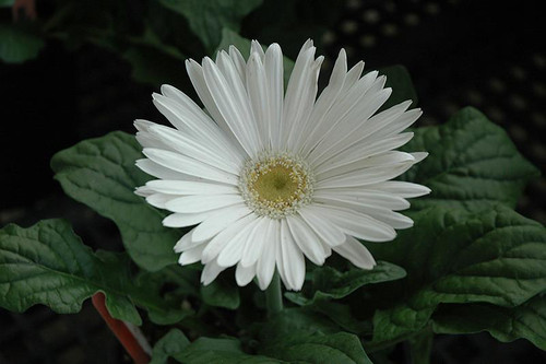 Other Yr.Rnd.Fl.Pot GERBERA DAISY 4.5" 