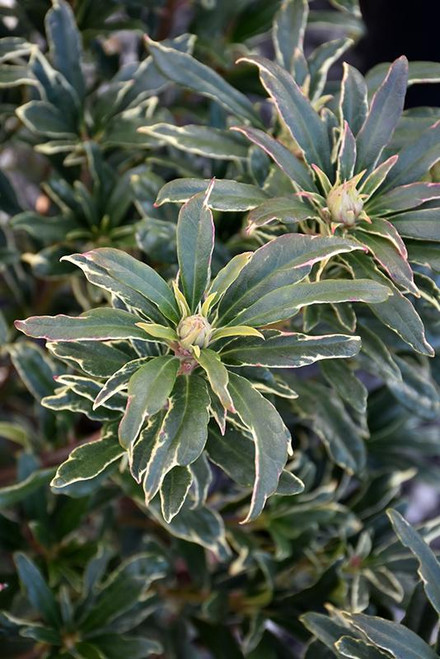 Azaleas FLORIST AZALEA 108032 