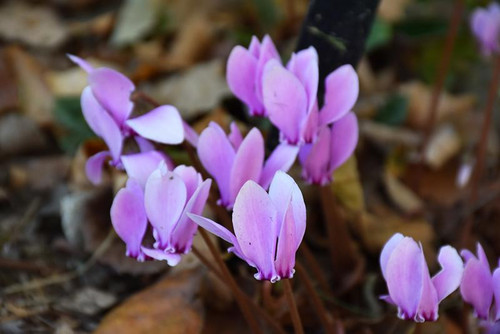 Cyclamen CYCLAMEN 4.5"PREMIUM 