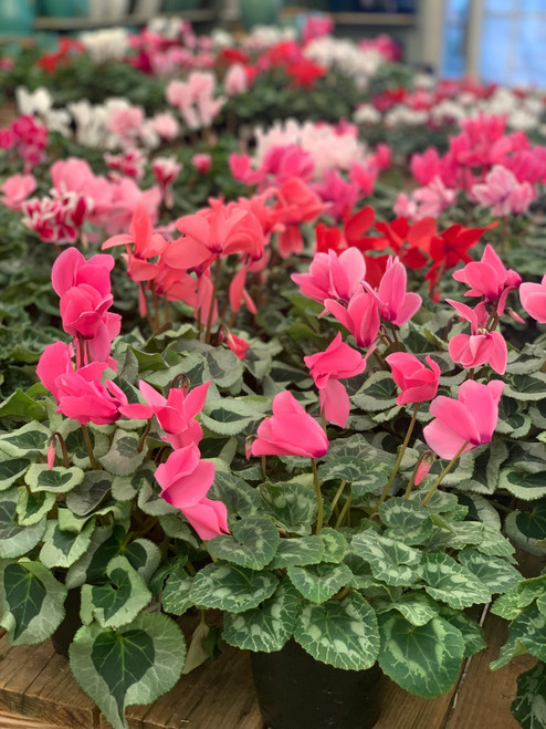 Cyclamen CYCLAMEN 4.5"PREMIUM 