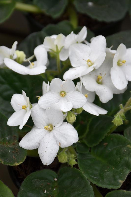Violets AFRICAN VIOLET 4" 