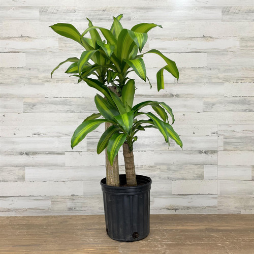 12" & Up Foliage DRACAENA MASS CANE 12" 3PP 