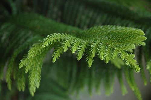 10" Foliage NORFOLK ISLAND PINE 9/10" 