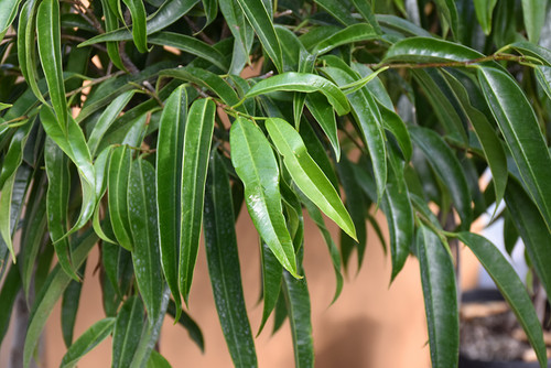 FICUS ALII BRAID 10"